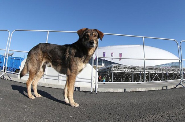 Nga tiêu diệt chó hoang nhằm đảm bảo an ninh cho Olympic Sochi 3