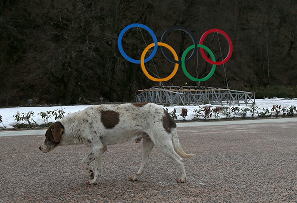 Olympic Mùa đông 2014: Hàng ngàn chú chó hoang dạo chơi tại Sochi 1