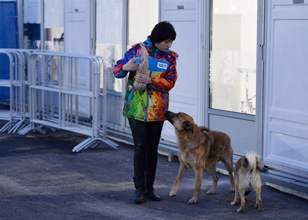 Olympic Mùa đông 2014: Hàng ngàn chú chó hoang dạo chơi tại Sochi 3
