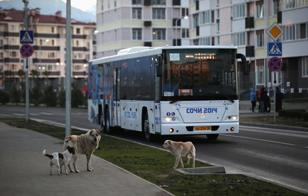 Olympic Mùa đông 2014: Hàng ngàn chú chó hoang dạo chơi tại Sochi 4