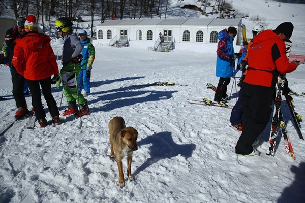 Olympic Mùa đông 2014: Hàng ngàn chú chó hoang dạo chơi tại Sochi 6