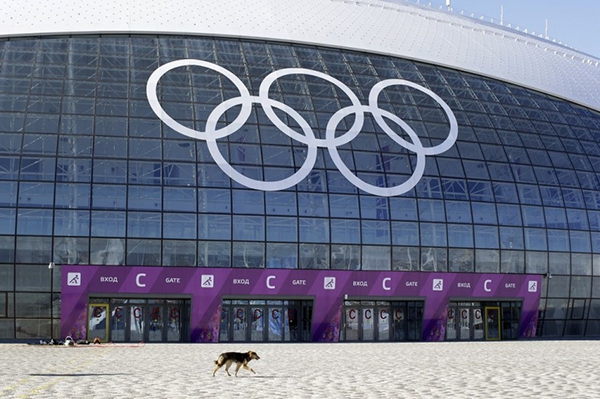 Olympic Mùa đông 2014: Hàng ngàn chú chó hoang dạo chơi tại Sochi 8