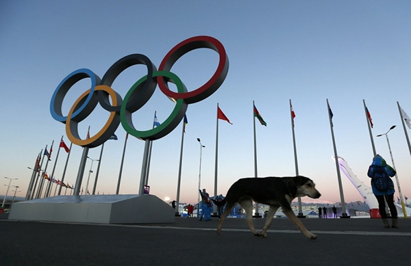 Olympic Mùa đông 2014: Hàng ngàn chú chó hoang dạo chơi tại Sochi 9