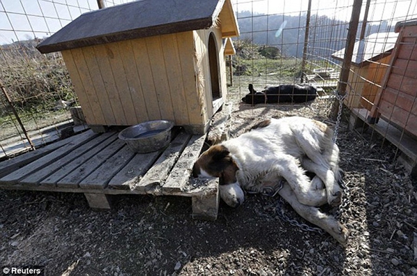 Olympic Mùa đông 2014: Hàng ngàn chú chó hoang dạo chơi tại Sochi 13