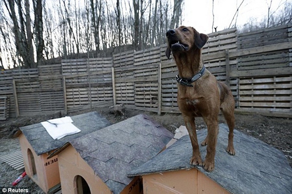 Olympic Mùa đông 2014: Hàng ngàn chú chó hoang dạo chơi tại Sochi 15