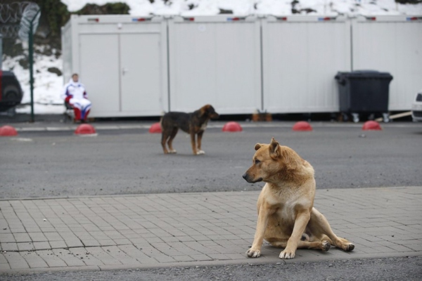 Olympic Mùa đông 2014: Hàng ngàn chú chó hoang dạo chơi tại Sochi 16