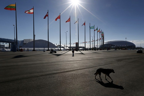 Olympic Mùa đông 2014: Hàng ngàn chú chó hoang dạo chơi tại Sochi 17