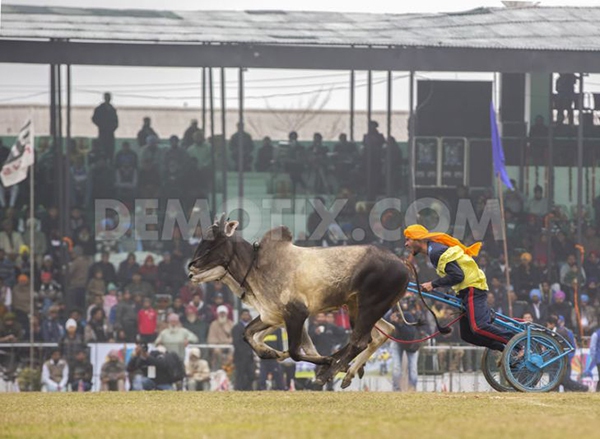 Lái xe bằng thang, đua bò... và các môn thể thao cực "dị" tại Ấn Độ 21