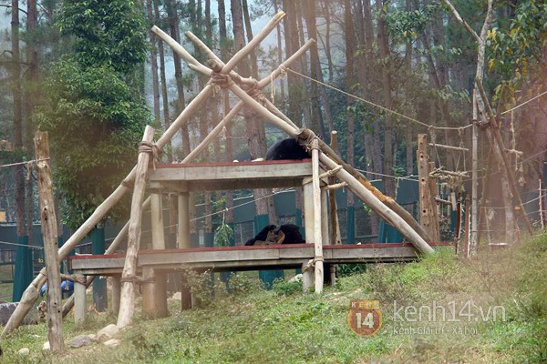 tan-mat-xem-gau-tu-ky-nam-vong-choi-tron-tim-tai-thien-duong-gau-viet-nam
