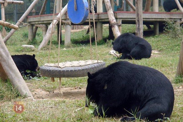 tan-mat-xem-gau-tu-ky-nam-vong-choi-tron-tim-tai-thien-duong-gau-viet-nam