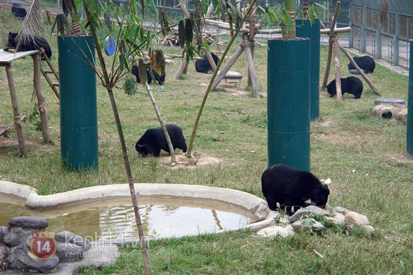 tan-mat-xem-gau-tu-ky-nam-vong-choi-tron-tim-tai-thien-duong-gau-viet-nam