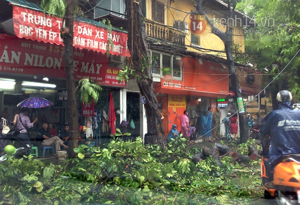 Cây đổ đè bẹp xe buýt đang chạy khiến phố Hà Nội tắc dài nhiều giờ trong mưa 12