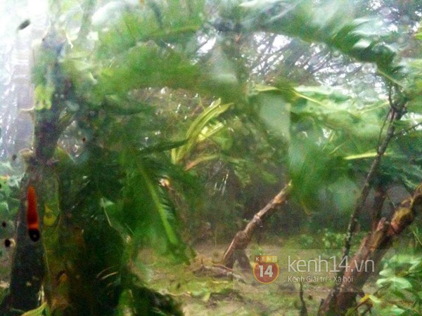 Cận cảnh si&ecirc;u b&atilde;o số 10 t&agrave;n ph&aacute; Quảng B&igrave;nh 5