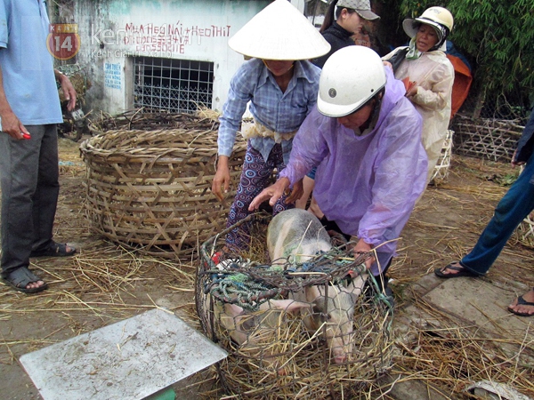 Chuyện về những người phụ nữ làm nghề… bế lợn thuê 6