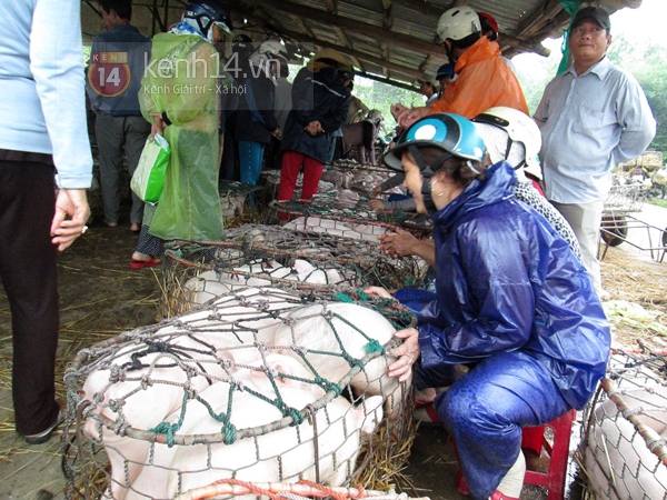 Chuyện về những người phụ nữ làm nghề… bế lợn thuê 2