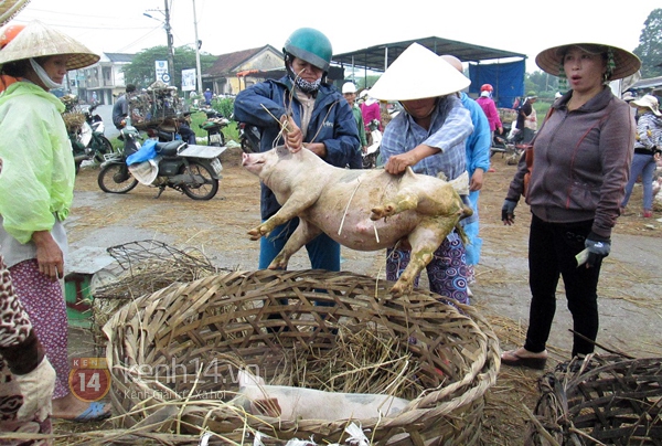 Chuyện về những người phụ nữ làm nghề… bế lợn thuê 7