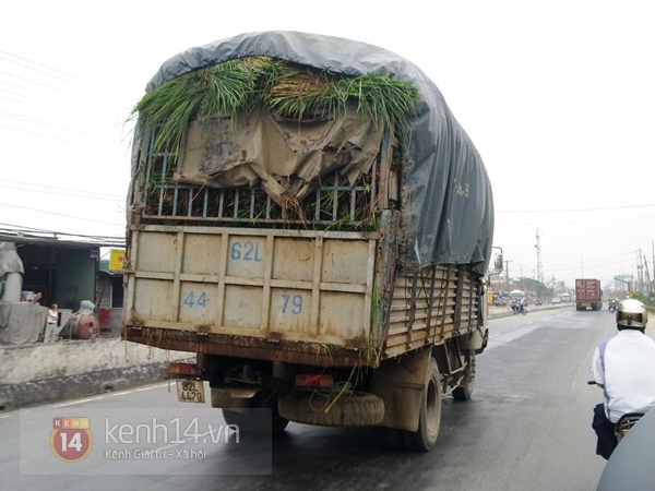 H&atilde;i h&ugrave;ng với những &ldquo;qu&aacute;i vật&rdquo; tr&ecirc;n xa lộ 1
