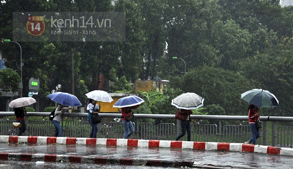 Hà Nội mưa to suốt đêm, nhiều cây đổ do ảnh hưởng của bão Haiyan 28