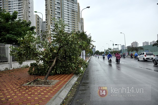 Hà Nội mưa to suốt đêm, nhiều cây đổ do ảnh hưởng của bão Haiyan 18