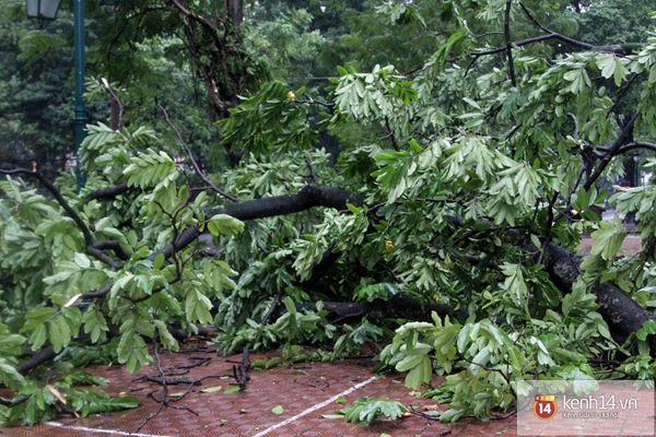 Hà Nội mưa to suốt đêm, nhiều cây đổ do ảnh hưởng của bão Haiyan 15