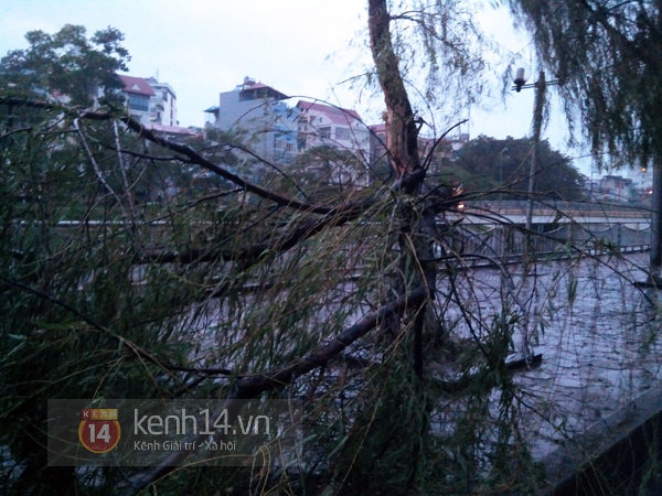 Hà Nội mưa to suốt đêm, nhiều cây đổ do ảnh hưởng của bão Haiyan 8