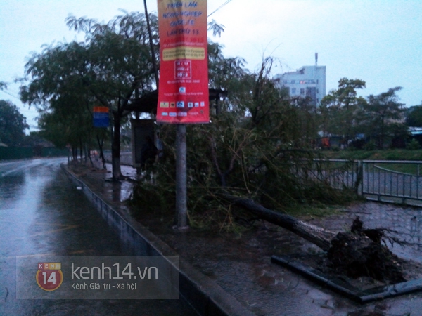 Hà Nội mưa to suốt đêm, nhiều cây đổ do ảnh hưởng của bão Haiyan 9