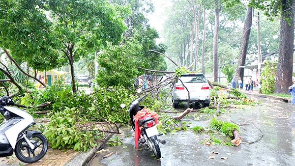 TP.HCM: Mưa lớn, cây xanh bật gốc đè bẹp ô tô giữa phố 1