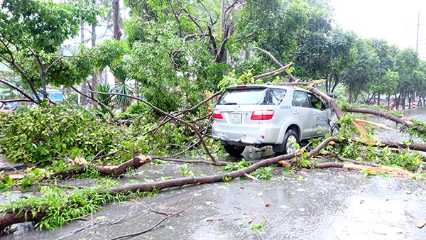 TP.HCM: Mưa lớn, cây xanh bật gốc đè bẹp ô tô giữa phố 2