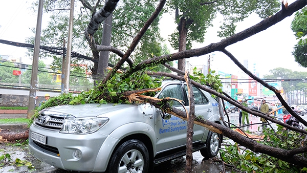 TP.HCM: Mưa lớn, cây xanh bật gốc đè bẹp ô tô giữa phố 6