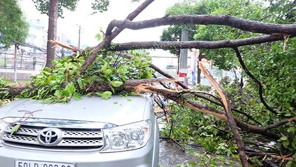 TP.HCM: Mưa lớn, cây xanh bật gốc đè bẹp ô tô giữa phố 8