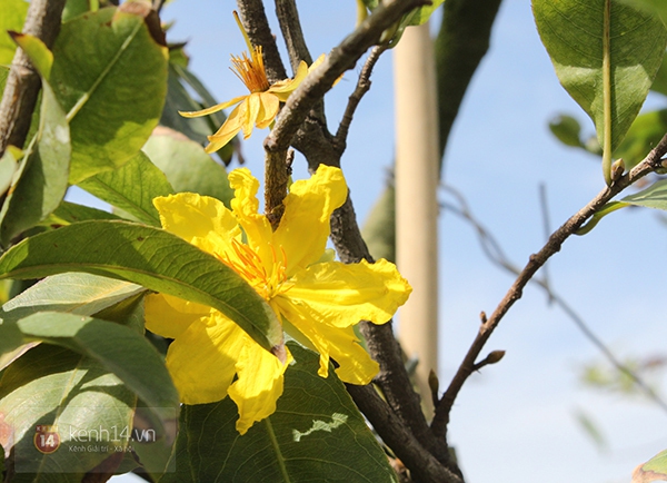TP. HCM: Nhiều cây mai nở hoa trước Tết Nguyên đán hơn cả tháng 5