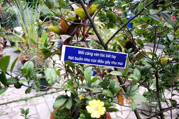 Độc đáo biệt thự Vườn Kiều độc nhất Việt Nam của cụ ông 81 tuổi 9