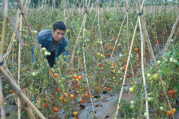 Xót xa nhìn cảnh cà chua ở Lâm Đồng phải bỏ đem cho bò ăn vì rớt giá 2