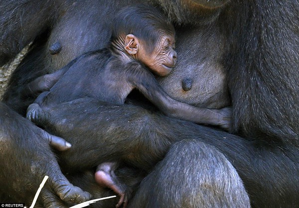 Chùm ảnh khỉ mẹ ôm ấp, bảo vệ khỉ con gây xúc động mạnh 5