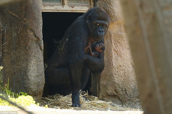 Chùm ảnh khỉ mẹ ôm ấp, bảo vệ khỉ con gây xúc động mạnh 8