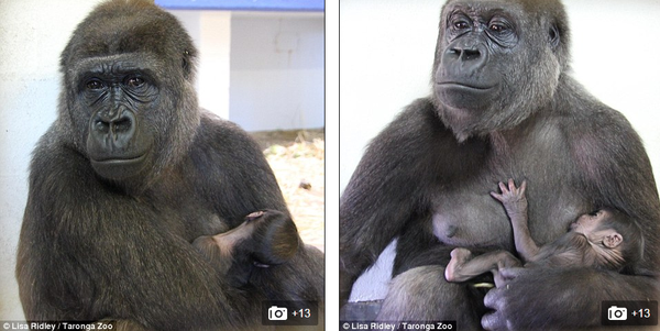Chùm ảnh khỉ mẹ ôm ấp, bảo vệ khỉ con gây xúc động mạnh 6