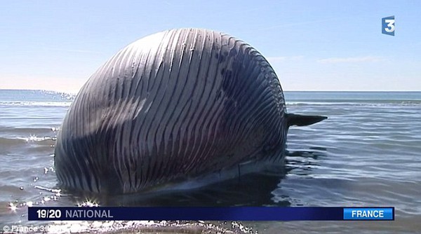 Xác cá voi 15 tấn "trực chờ" nổ tung trên bờ biển Pháp 1