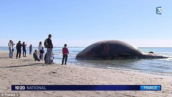 Xác cá voi 15 tấn "trực chờ" nổ tung trên bờ biển Pháp 2