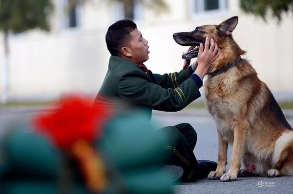 Chú chó trung thành bịn rịn níu kéo người huấn luyện lúc chia tay 5