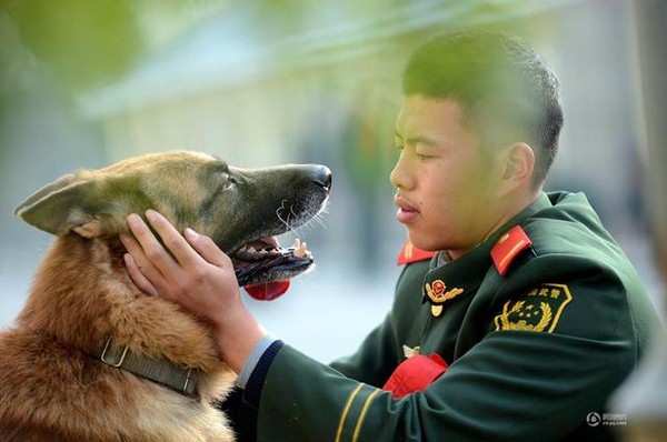 Chú chó trung thành bịn rịn níu kéo người huấn luyện lúc chia tay 6