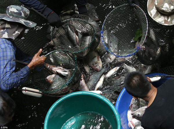 Cảnh tượng khó tin: Đánh bắt cá ở trung tâm mua sắm ở Bangkok 7