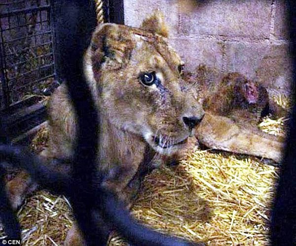 Hình ảnh đau lòng: Sư tử bị bỏ đói, ngược đãi đến chết 1
