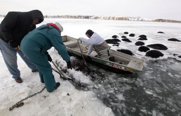 Trời quá lạnh khiến hồ đóng băng nhấn chìm 100 con bò 2