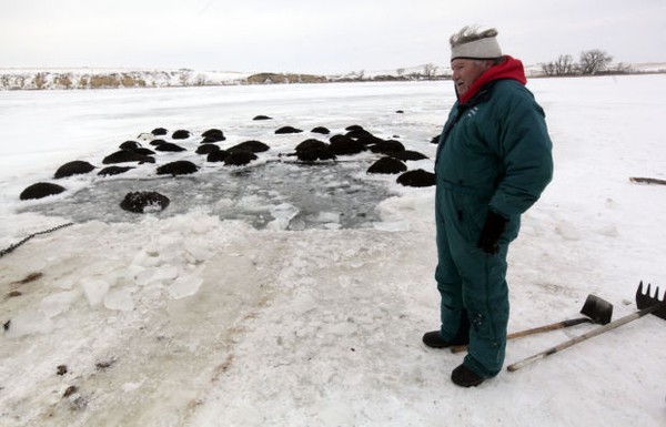 Trời quá lạnh khiến hồ đóng băng nhấn chìm 100 con bò 3