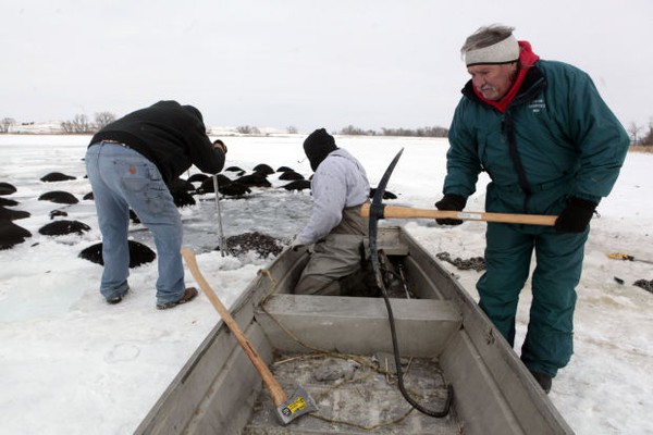 Trời quá lạnh khiến hồ đóng băng nhấn chìm 100 con bò 6