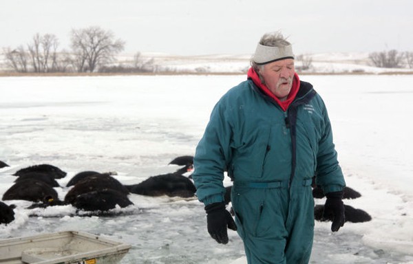Trời quá lạnh khiến hồ đóng băng nhấn chìm 100 con bò 4