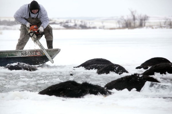 Trời quá lạnh khiến hồ đóng băng nhấn chìm 100 con bò 8
