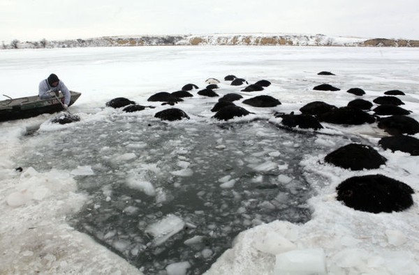 Trời quá lạnh khiến hồ đóng băng nhấn chìm 100 con bò 5