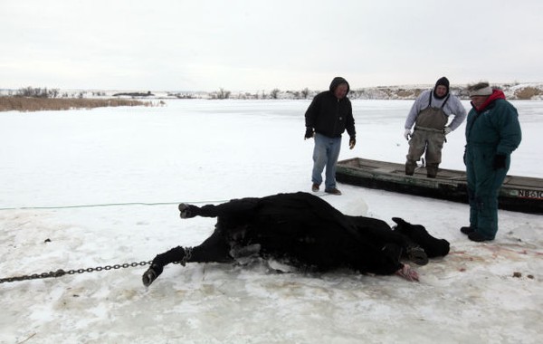 Trời quá lạnh khiến hồ đóng băng nhấn chìm 100 con bò 11