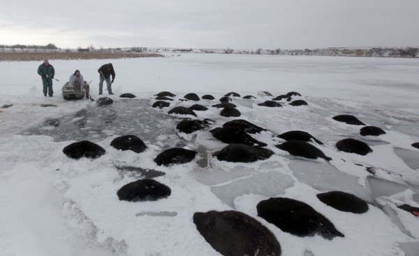 Trời quá lạnh khiến hồ đóng băng nhấn chìm 100 con bò 12